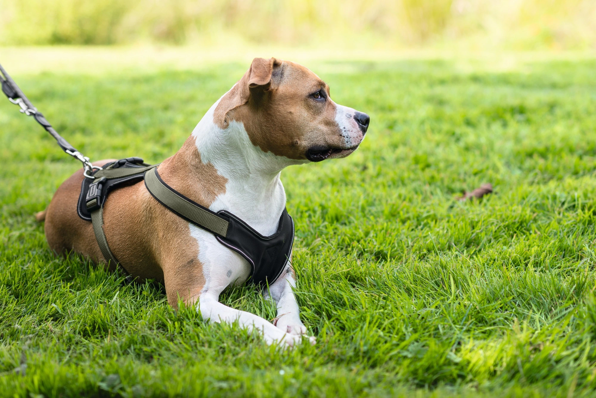 Hunter hundesele Neopren Oliven XL længde 73-94 cm 2,5 cm - blød og stabil komfort